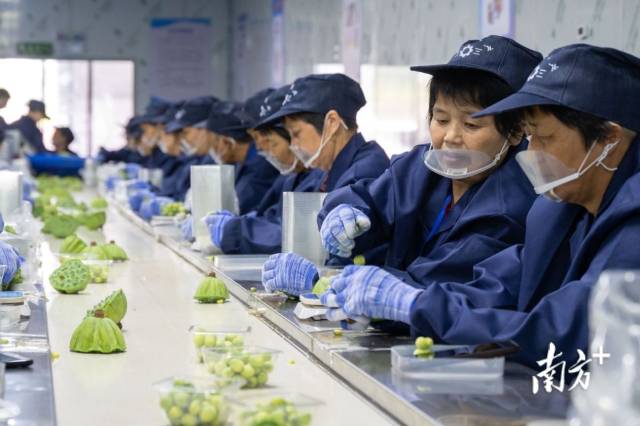 发展莲花产业后，新宇村建起“奶奶工厂”，村里的老人到车间剥莲子，实现家门口赚闲钱。