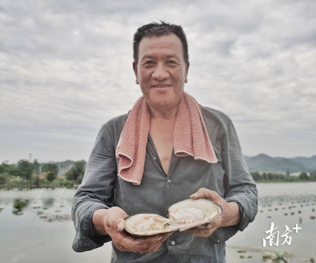 浙江绍兴诸暨山下湖镇的一个珍珠养殖基地，珍珠养殖户现场开蚌，珍珠晶莹剔透。