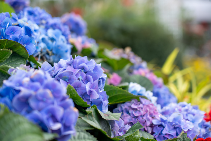 16 “澳门新街坊”小区环境.jpg